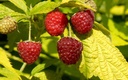 framboisier-groovy-framboise.jpg