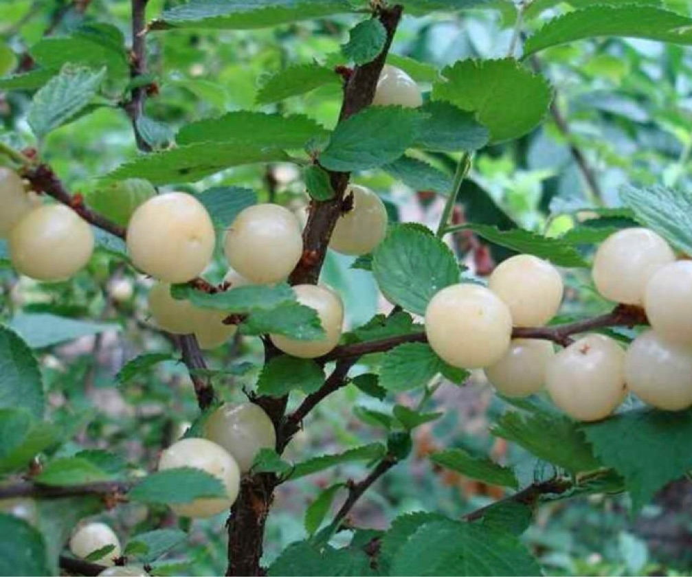 Cerisier De Nankin Blanc