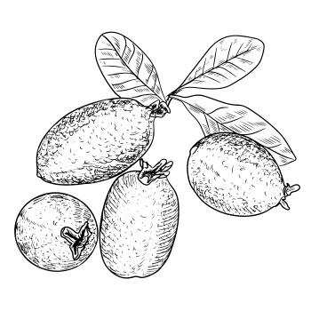 Feijoa zaailing