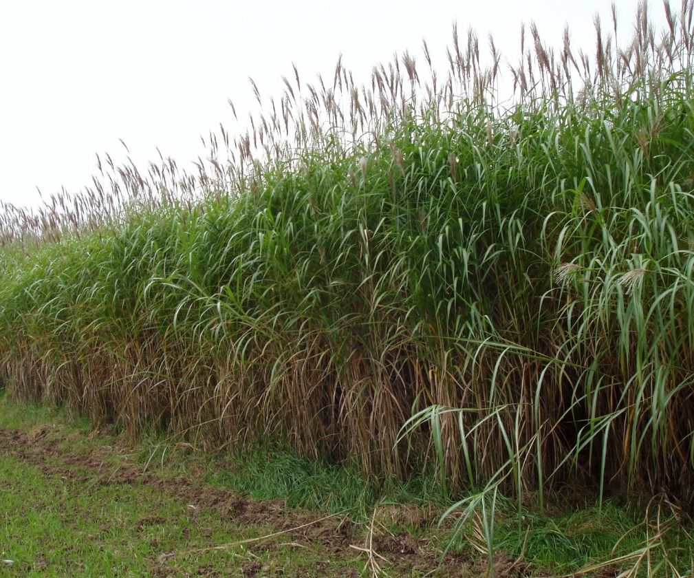 Miscanthus Giganteus Floridulus