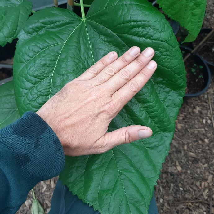 Bulgaria Giant Leaf