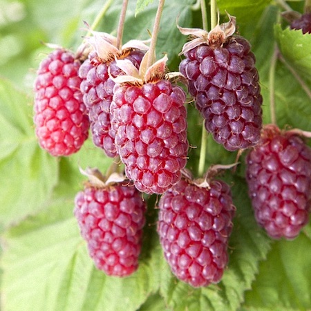 Loganberry