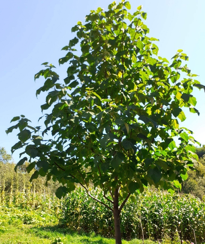 Paulownia Z07