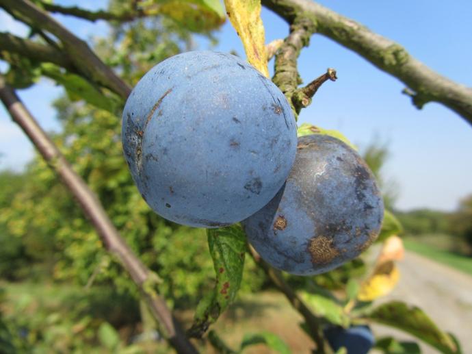 Prune des Princes (rgf)