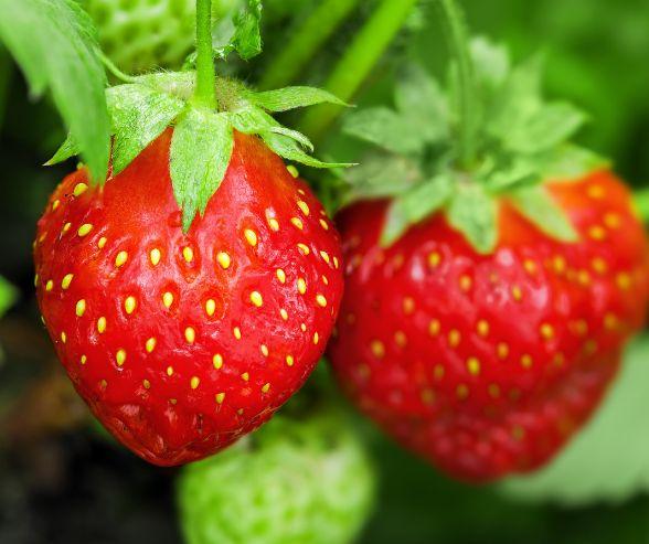 Aardbeienplant Gemengde variëteiten