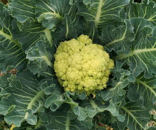 9 Star Brocoli