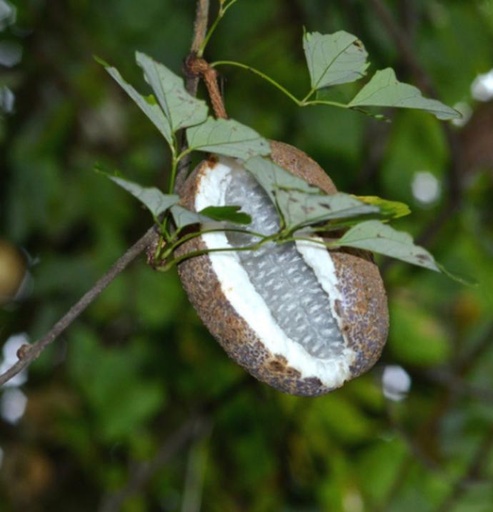 Akebia Quinata