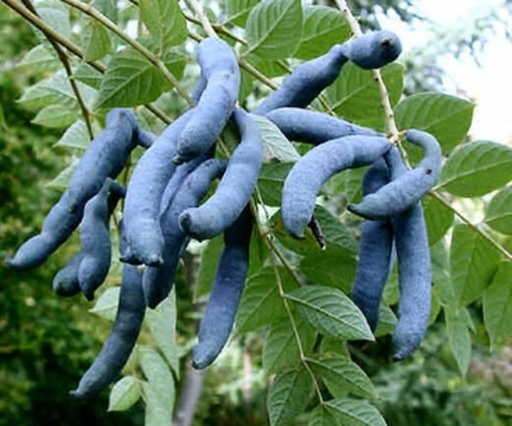 Arbre aux haricots bleus