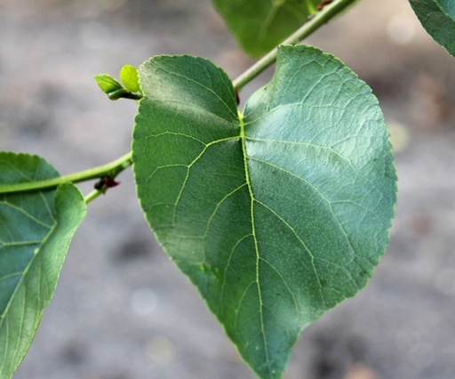 Aulne à feuilles de coeur