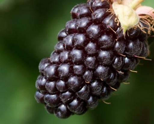 Boysenberry