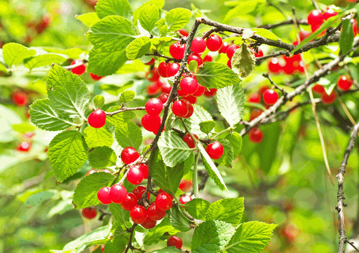 Cerisier De Nankin Rouge