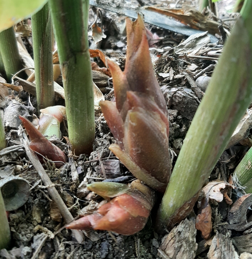 plante de gingembre comestible