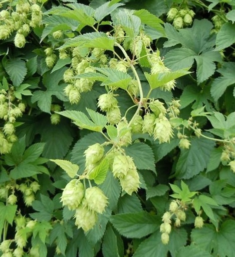 Houblon