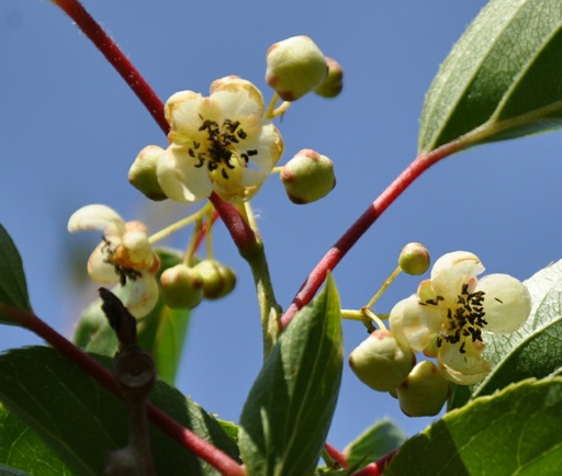 Mannelijke Kiwibes Amandus