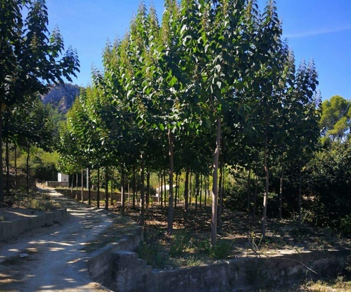 Paulownia Fortunei