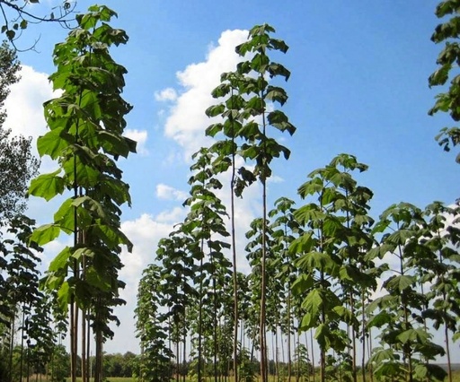 Paulownia Tomentosa