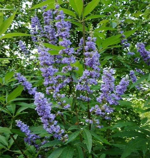 Arbre de chasteté