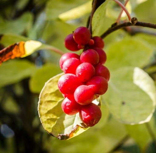 Schisandra Chinensis