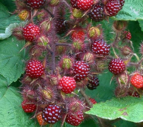 Wineberry