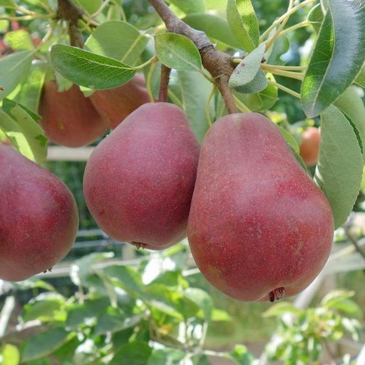 Williams à fruits rouges