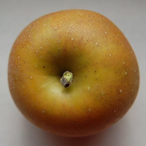 [2200000753005] Golden Russet of Western New York